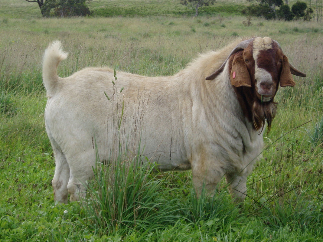 Boer Goat Images