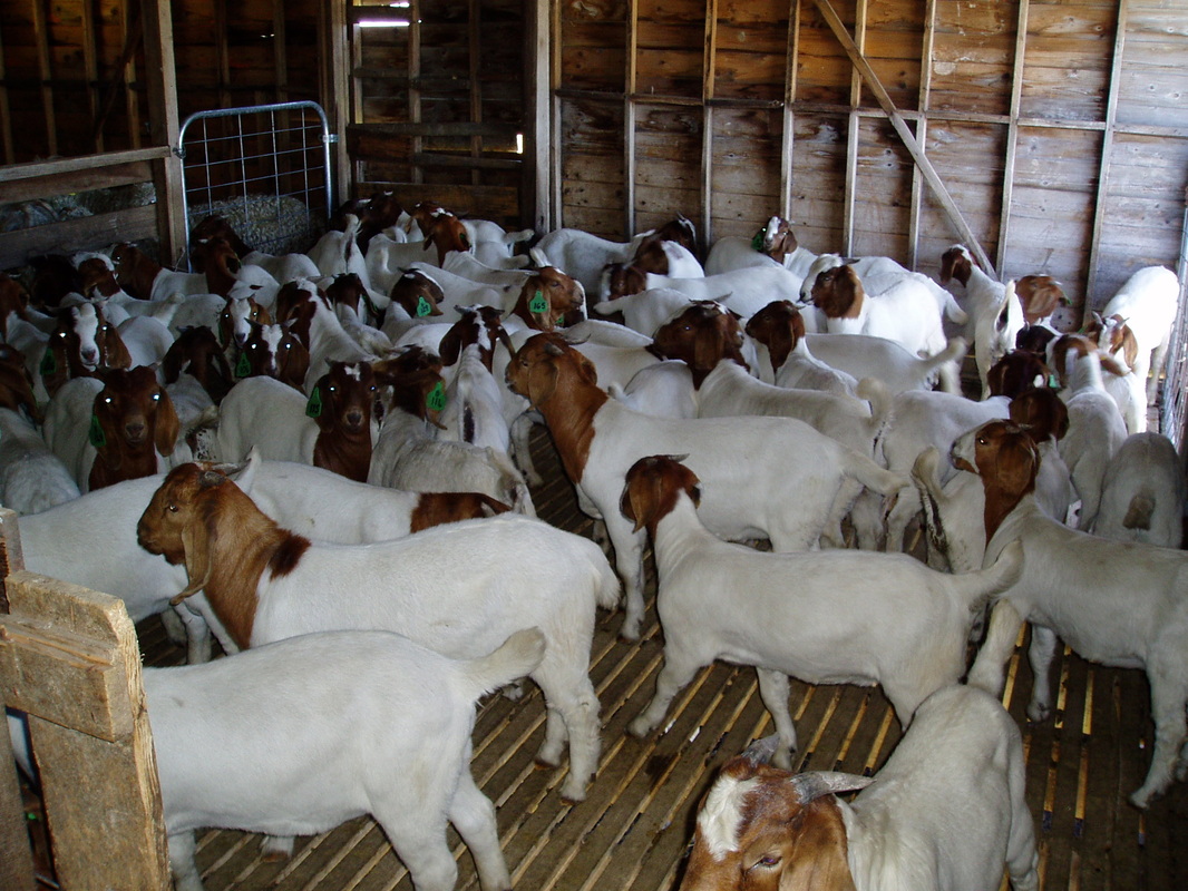Does breeding &amp; shows - Boer goats - Information, Boer ...